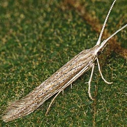 Coleophora directella Coleophora directella